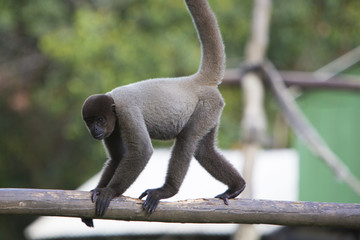 Monkey sitting in outdoors park, Manaus, Brazil