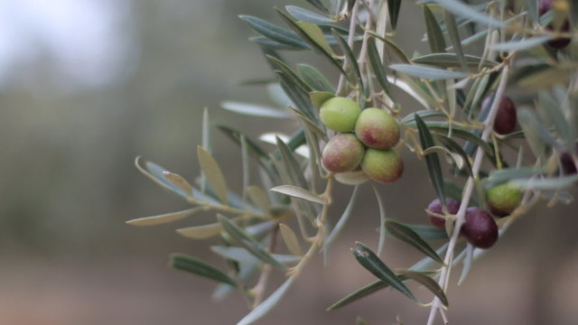 Olive Branch With Olives. Olives growing on the field of a horticultural company