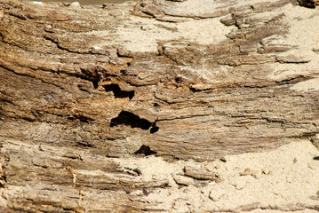 Texture of an old tree