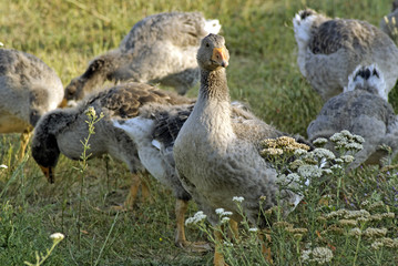 Grey geese. Poultry are. Gaggle