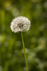 Dandelion on the field with blurry background