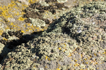 Moss and lichen on a stone