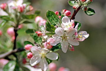 Blossoming apple