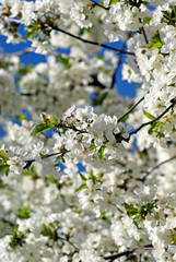 Cherry blossoms