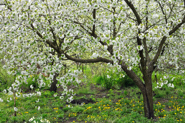blooming cherry trees in the springtime