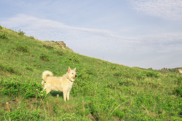 Obraz premium Созерцающий