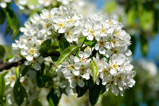 Blossoming Pear