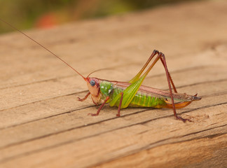 Handsome Meadow Katydid