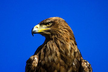 Golden Eagle