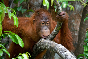 Portrait of a baby orangutan. Close-up. Indonesia. The island of Kalimantan (Borneo). An excellent illustration. © gudkovandrey