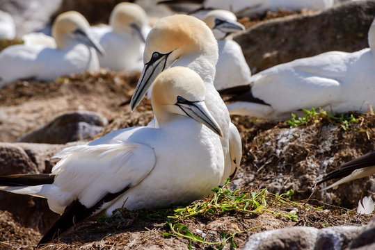 Flock of Northern gannets, Ireland