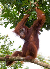 Orangutan in the wild. Indonesia. The island of Kalimantan (Borneo). An excellent illustration.