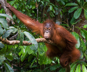 A baby orangutan in the wild. Indonesia. The island of Kalimantan (Borneo). An excellent illustration. © gudkovandrey
