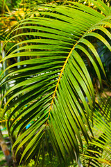Obraz na płótnie Canvas grove of coconut trees on a sunny day