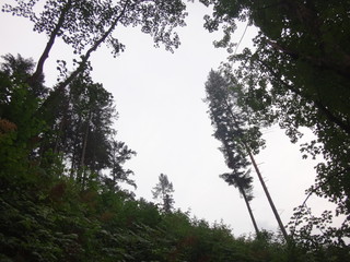 Деревья на склоне холма в пасмурный летний день