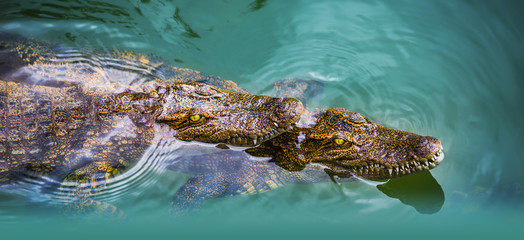 water bodies on the Crocodile Farm in Dalat.