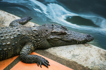 Naklejka premium water bodies on the Crocodile Farm in Dalat.