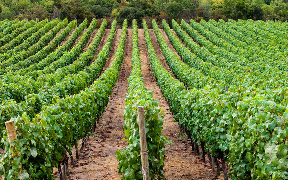 Rows of vineyards, Santa Cruz, Chile