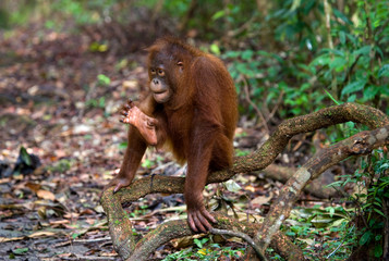 Orangutan in the wild. Indonesia. The island of Kalimantan (Borneo). An excellent illustration.