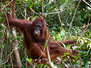 Obraz premium Orangutan in the wild. Indonesia. The island of Kalimantan (Borneo). An excellent illustration.