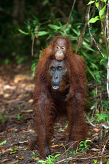 The female of the orangutan with a baby on ground. Indonesia. The island of Kalimantan (Borneo). An excellent illustration.