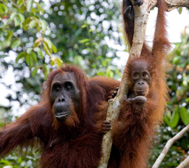 The female of the orangutan with a baby in a tree. Indonesia. The island of Kalimantan (Borneo). An excellent illustration.