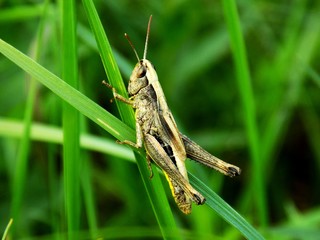Grasshopper on grass blade