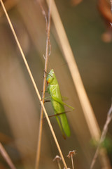 Macro, fiori, insetti e piante