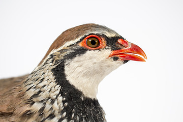 Side view of red-legged partridge, on white background. Wildlife studio portrait.