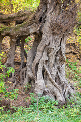 old tree roots