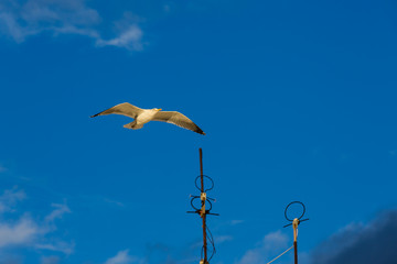 Kitten mascot of the cafe.