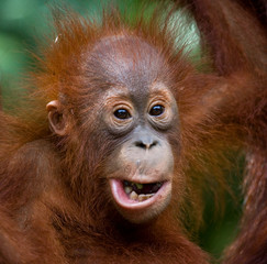 Portrait of a baby orangutan. Close-up. Indonesia. The island of Kalimantan (Borneo). An excellent illustration.