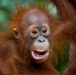 Fototapeta premium Portrait of a baby orangutan. Close-up. Indonesia. The island of Kalimantan (Borneo). An excellent illustration.