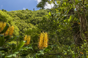 Hedychium gardnerianum flowers, a plant that is a serious invasive species in the Azores