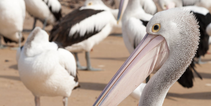 Pod of pelicans, San Remo, Victoria, Australia
