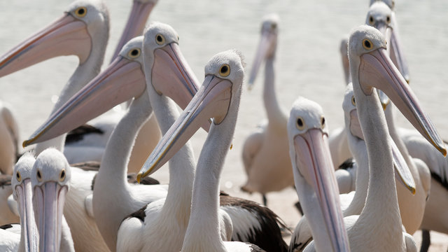 Pod of pelicans, San Remo, Victoria, Australia