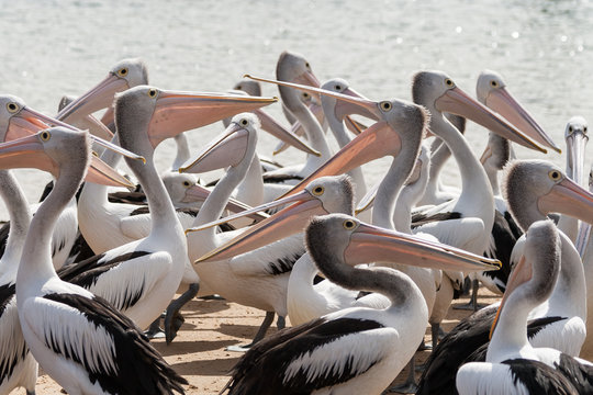 Pod of pelicans, San Remo, Victoria, Australia