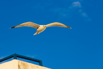 Seagull above the roofs of houses.