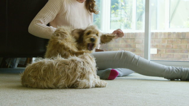 Woman relaxing at home with 2 playful young cocker-poo puppies. 