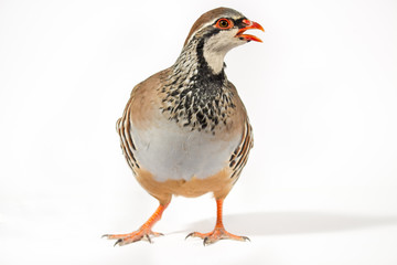 Wildlife studio portrait: Red-legged partridge on white background, looking at right.