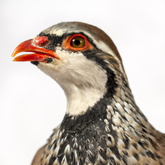 Wildlife studio portrait: Close-up of red-legged partridge, on white background.