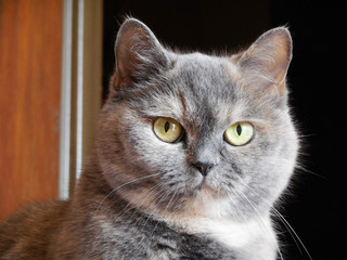 Grey domestic cat looking right