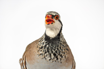 Wildlife studio portrait: Front view of red-legged partridge, on white background.