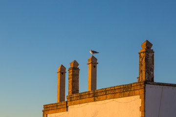 Seagull on the roof of houses.