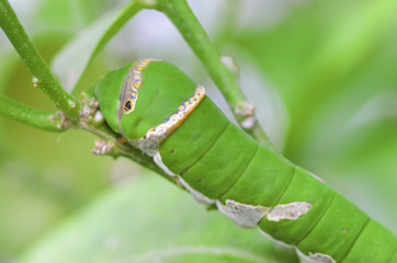 caterpillar