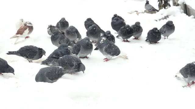 Pigeons in the snow collect crumbs in a snow storm