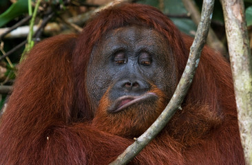 Portrait of a male orangutan. Close-up. Indonesia. The island of Kalimantan (Borneo). An excellent illustration.