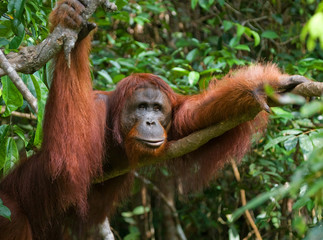 Orangutan in the wild. Indonesia. The island of Kalimantan (Borneo). An excellent illustration.