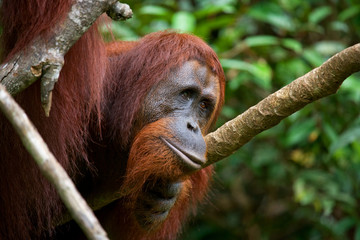 Orangutan in the wild. Indonesia. The island of Kalimantan (Borneo). An excellent illustration.