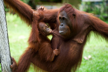 Portrait of a female orangutan with a baby in the wild. Indonesia. The island of Kalimantan (Borneo). An excellent illustration. © gudkovandrey